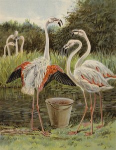 Flamants roses se nourrissant - English School